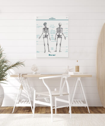 La planche Anatomie s'affiche sur mur blanc, dans une décoration lumineuse épurée, style maison de bord de mer.
