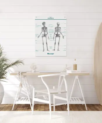 La planche Anatomie s'affiche sur mur blanc, dans une décoration lumineuse épurée, style maison de bord de mer.