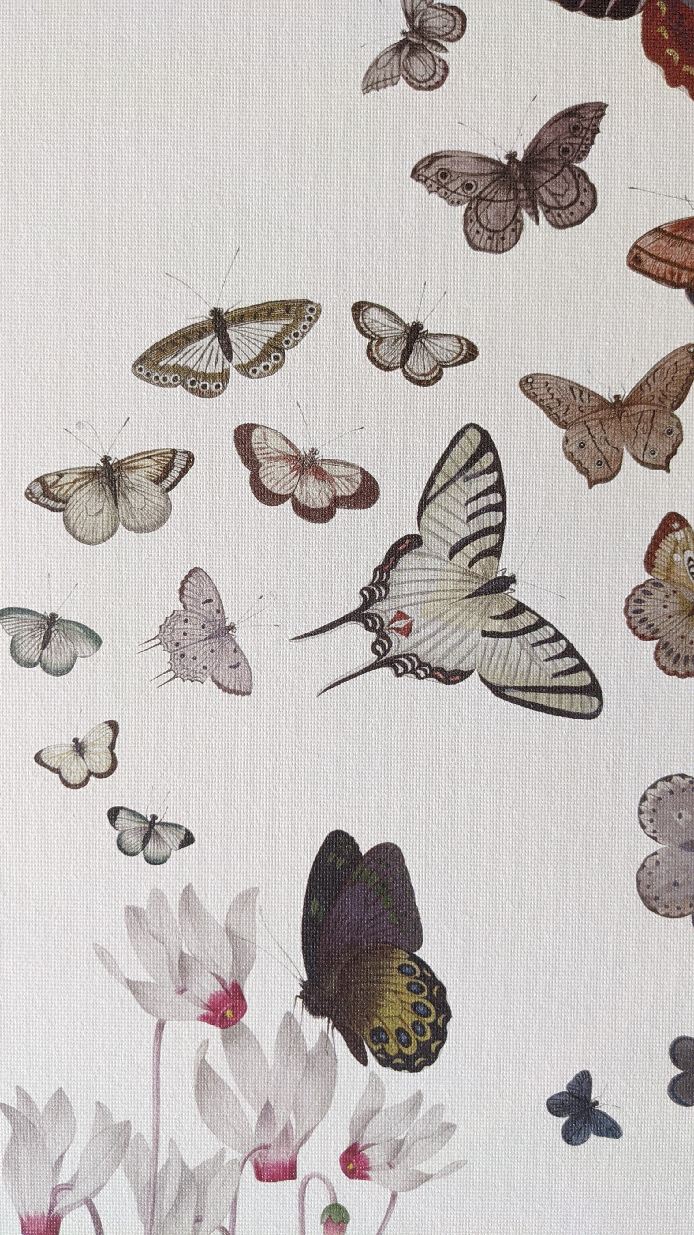 Butterflies - Les Jolies Planches