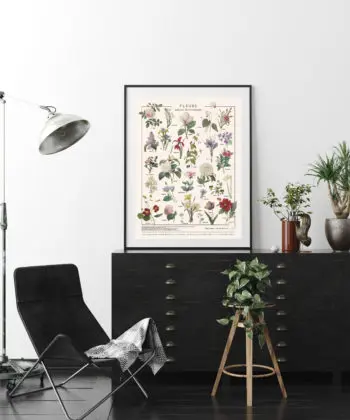 affiche d'illustrations anciennes de Fleurs