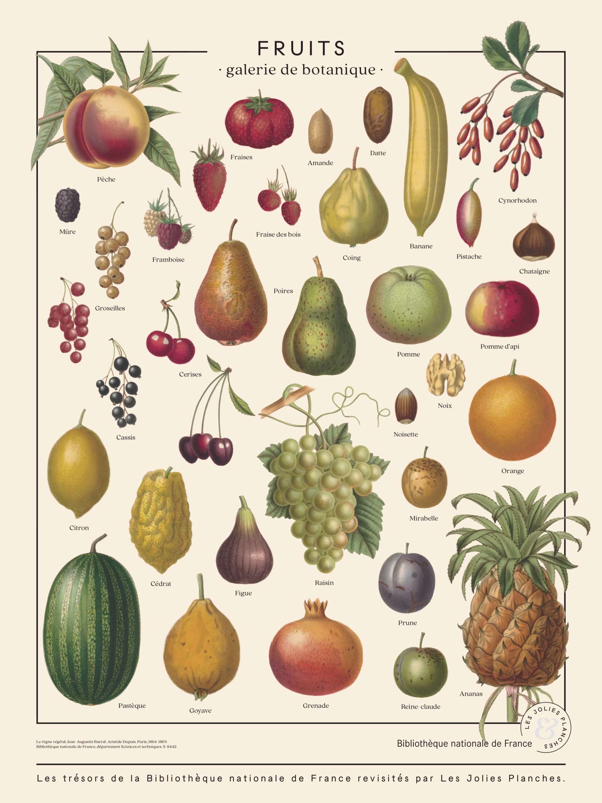 Art print affiche thermoplastique planche ancienne Fruit Banane Chérimolier 
