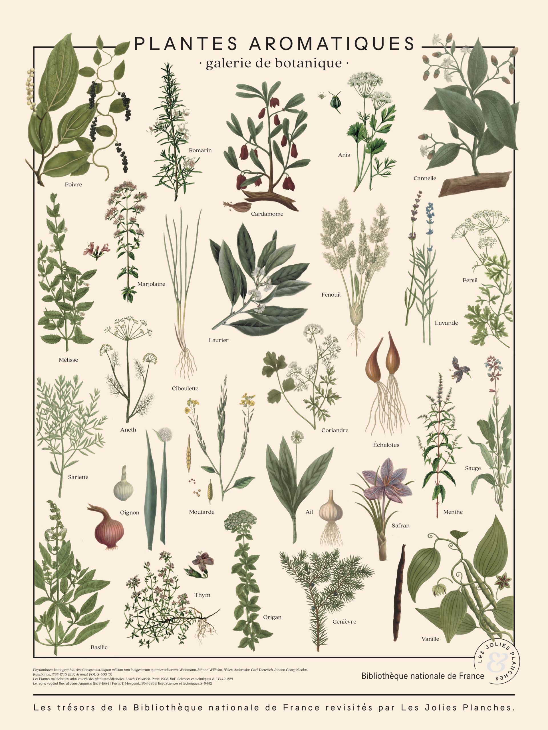 Plantes aromatiques - Les Jolies Planches