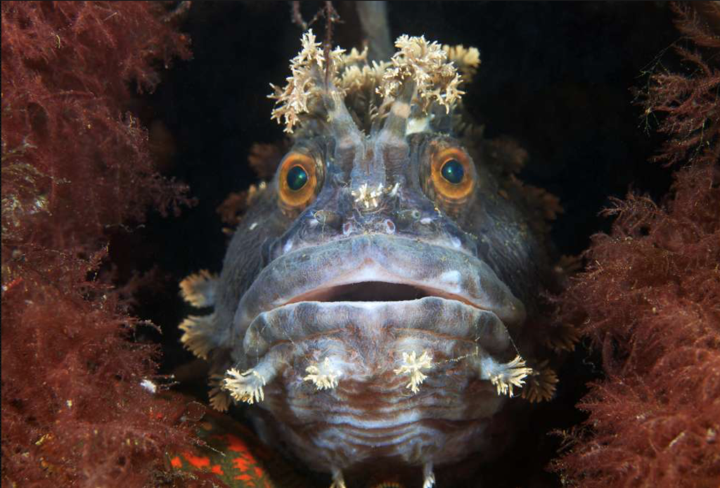 photogrpahie de poisson des fonds marins