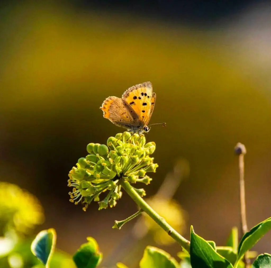 photographie d'un papillon sur une fleur