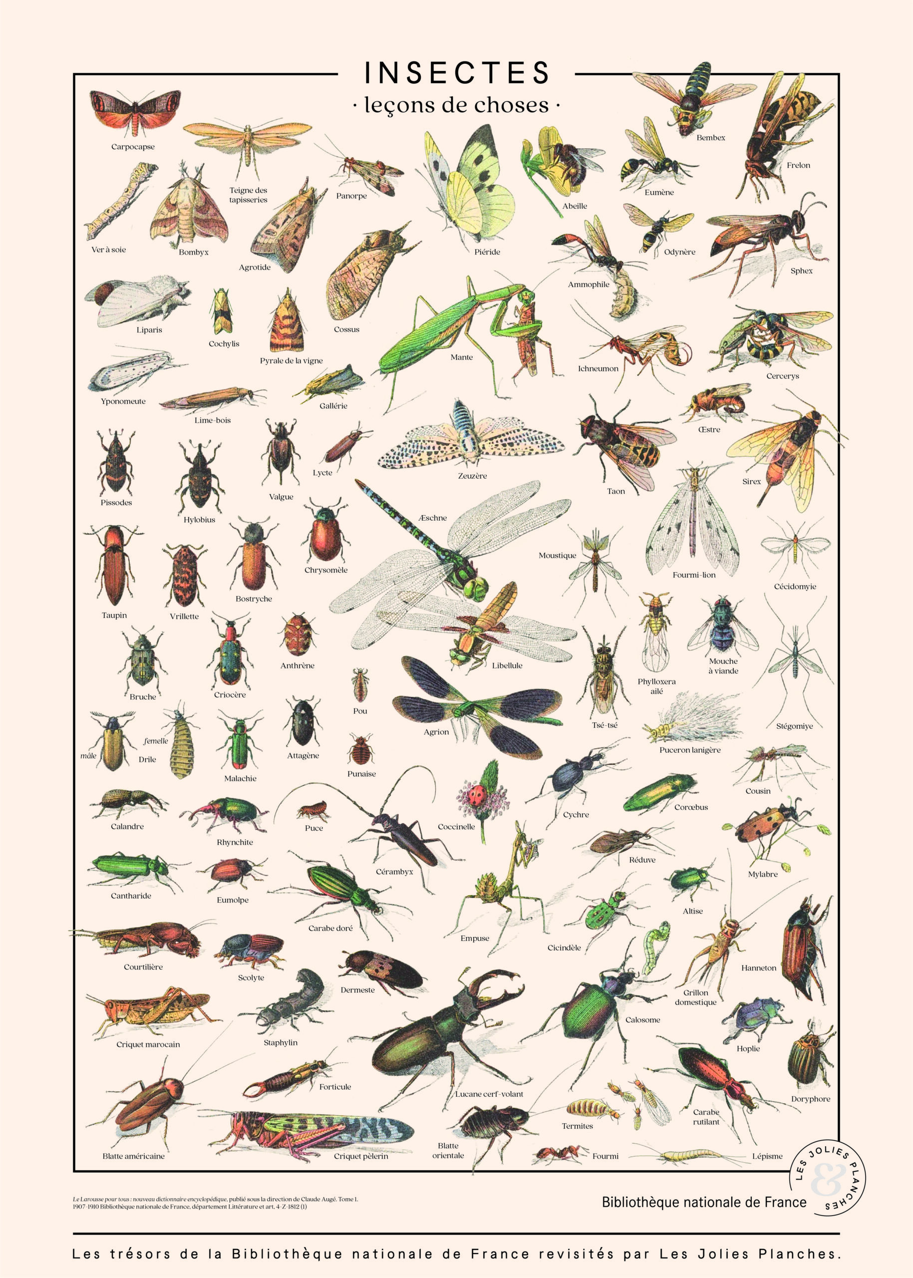 Objet scolaire planche insecte N°23 Phylloxéra  Vigne Maladie papillon art print 