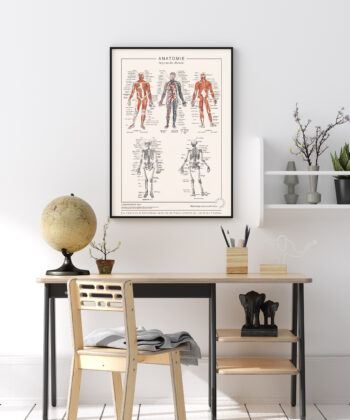 Affiche d'anatomie détaillée, illustrations anciennes