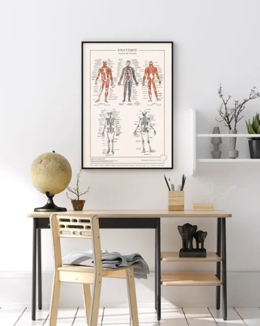 poster anatomie détaillée