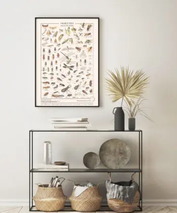 affiche vintage insectes