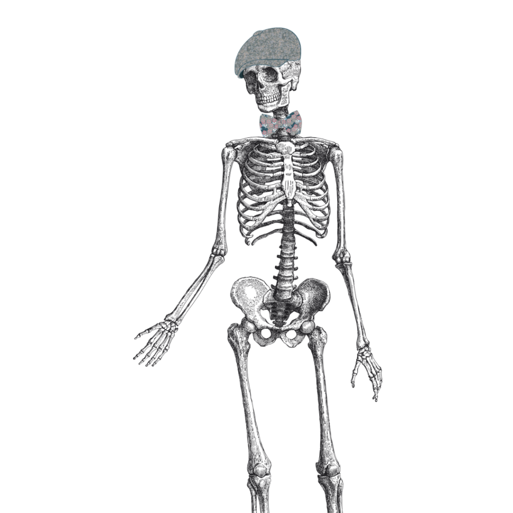 Oscar, squelette illustré, issu de la planche "Anatomie" des Jolies Planches