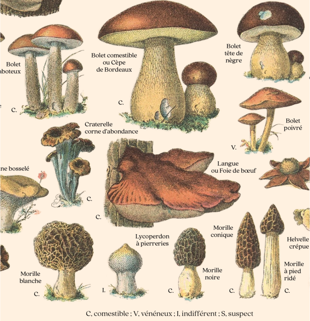Gros plan sur la planche "Champignons" : les plus beaux spécimens illustrés, avec leur nom, sont issus du "Larousse pour tous" de 1907.