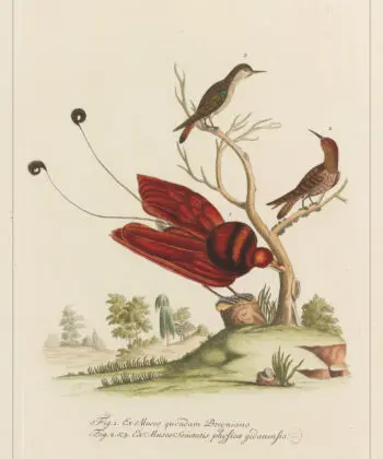 Cabinet de curiosités - oiseaux