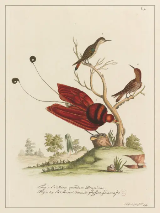 Cabinet de curiosités - oiseaux