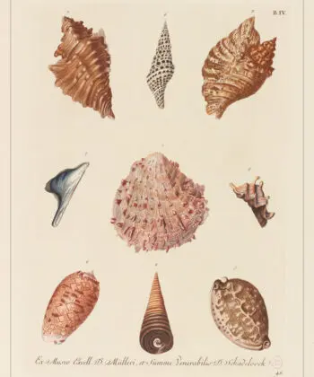 Cabinet de curiosités - coquillages