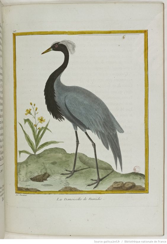 Histoire naturelle des oiseaux Tome premier - Gallica