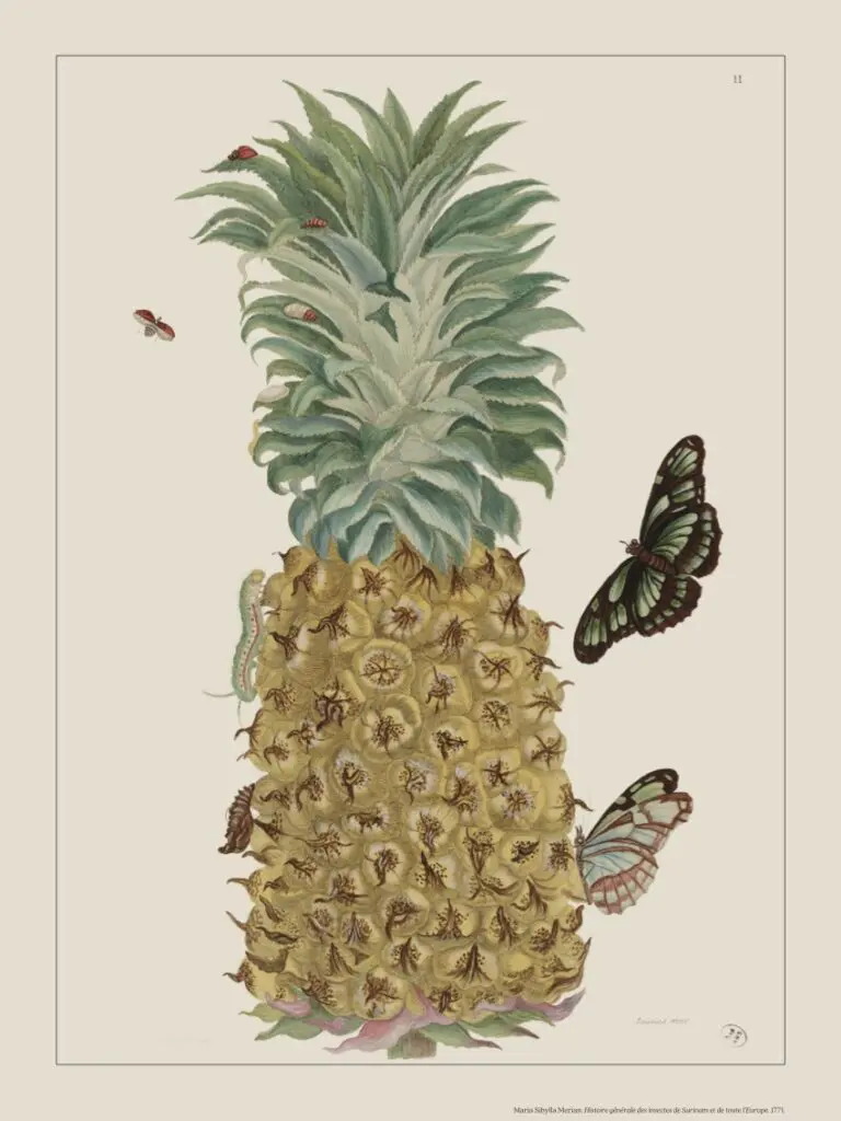 Ananas, gravure Maria Sybilla Merian, Histoire générale des insectes