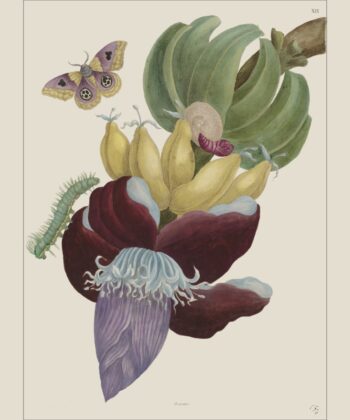 Bananes et fleurs, estampes de Maria Sybilla Merian