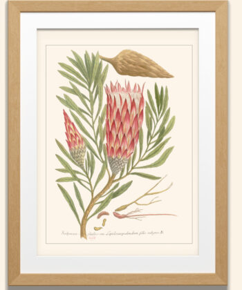 scolimoce, plante exotique, illustration botanique, planche botanique ancienne, BNF