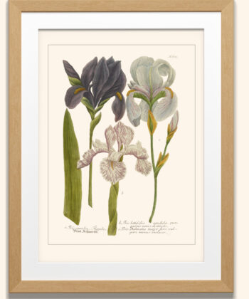Iris, planche de botanique ancienne, réédition, Bibliothèque nationale de France, illustration ancienne
