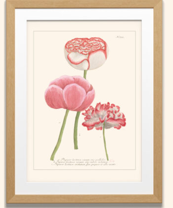 Fleur de pavot, papaver hortense, illustration ancienne, botanique