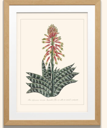 scolimoce, plante exotique, illustration ancienne, planche de botanique ancienne, BNF