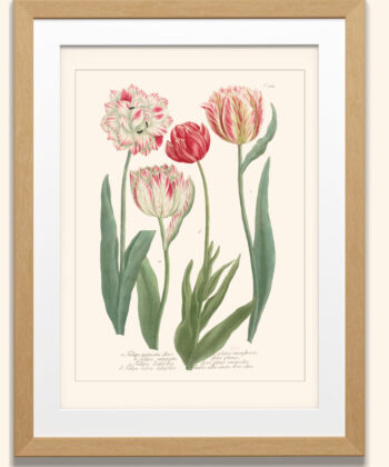 tulipes, planche botanique ancienne, illustration ancienne de fleurs, BNF