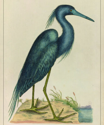 Grand oiseau bleu, illustration ancienne