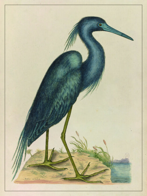 Grand oiseau bleu, illustration ancienne