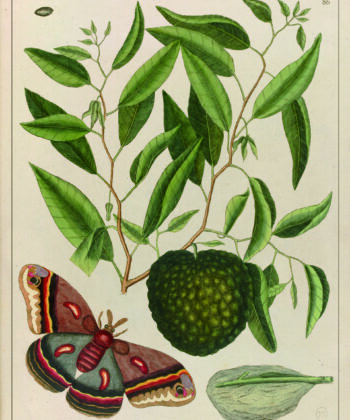 Papillon, illustration ancienne