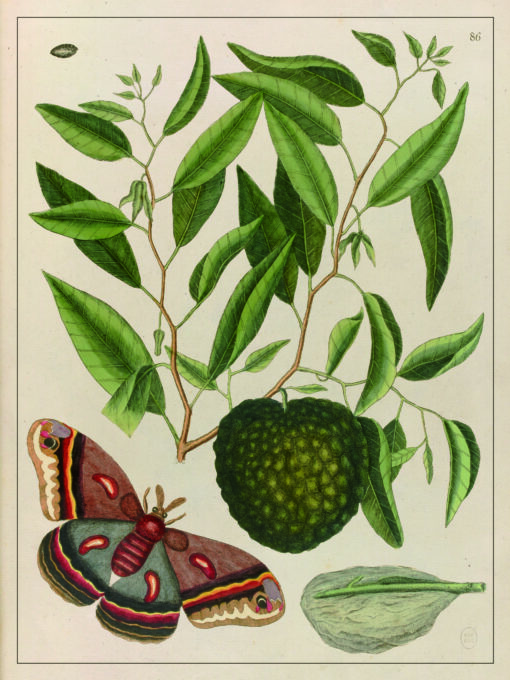 Papillon, illustration ancienne