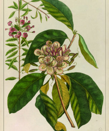 illustration ancienne fleur