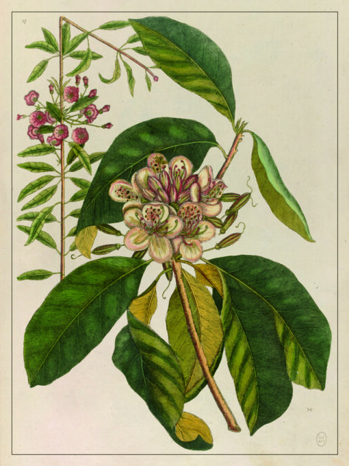 illustration ancienne fleur