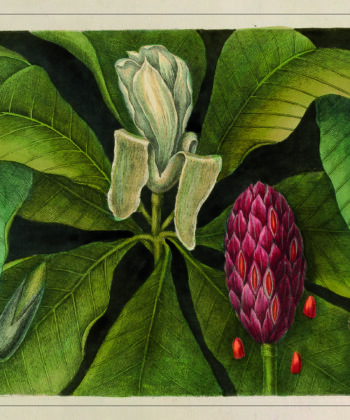 Magnolia, illustration ancienne sur fonds noir