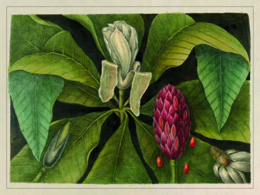 Magnolia, illustration ancienne sur fonds noir