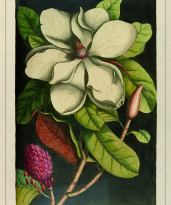 magnolia, illustration ancienne sur fonds noir