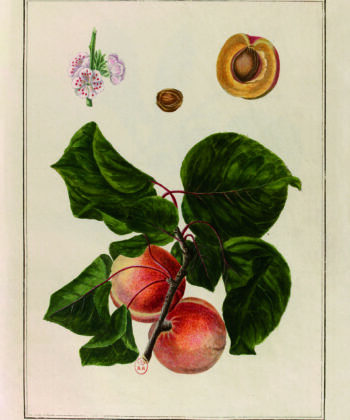 abricot, abricotier, illustration ancienne