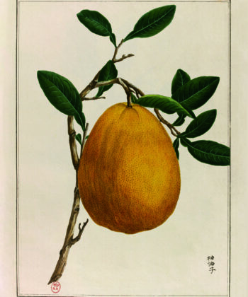 Orange Pomelo, citrus decumanus, illustration ancienne