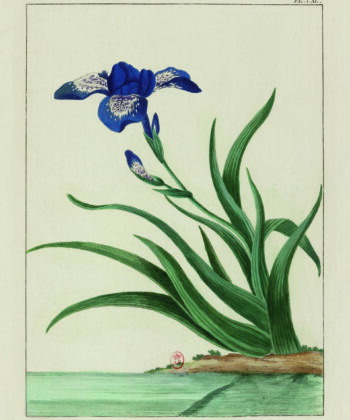 Iris, illustration ancienne