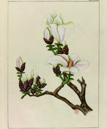 Cabinet de curiosités botanique, iulan blanc